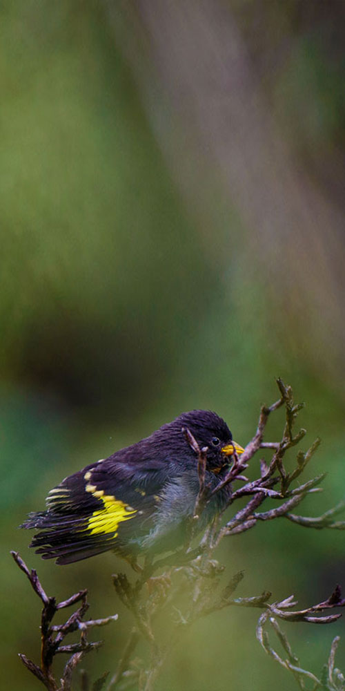 Birdwatching