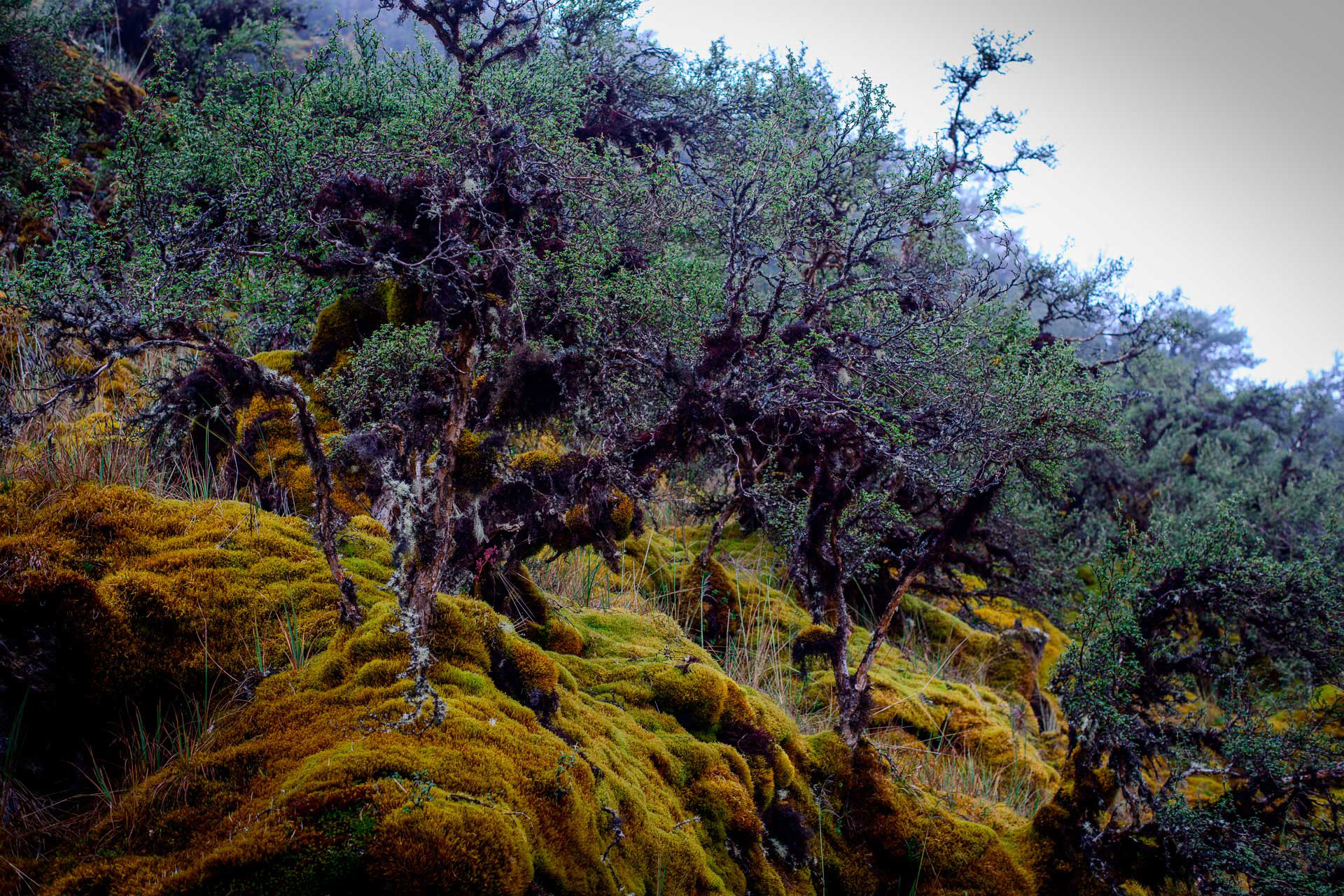 Bosque
