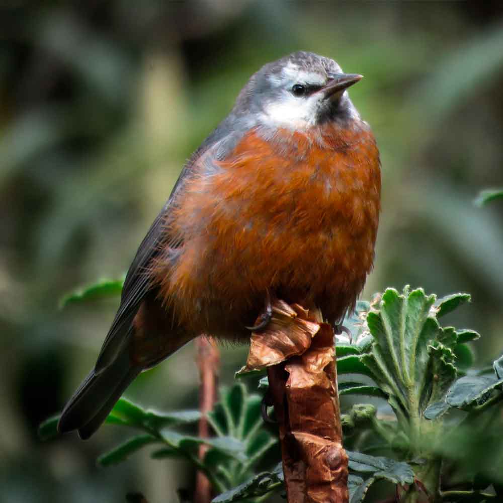 birdwatching
