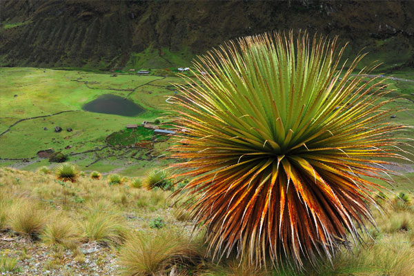 Puya Raimondi